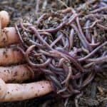 What Are the Best Composting Worms?