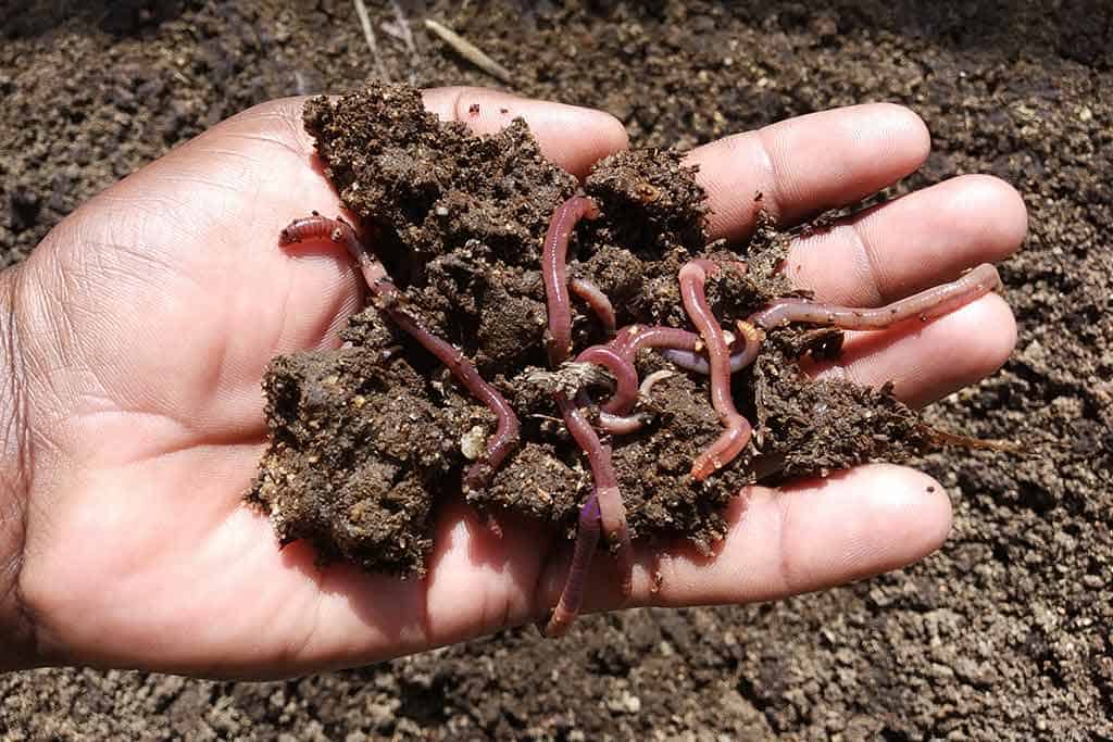 How to Start Worm Composting: Beginners Guide